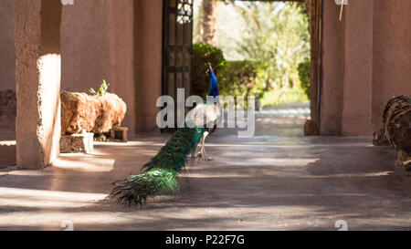 Marokko, Agdz, Pfau im Hara Oasis Lodge Stockfoto