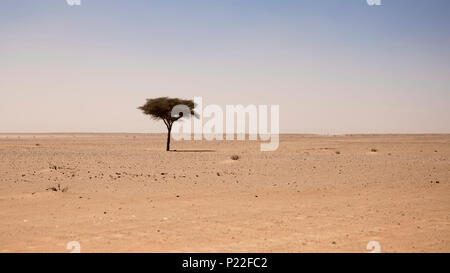 Marokko, Erg Chigaga, einzelnen Baum in der Wüste Sahara Stockfoto
