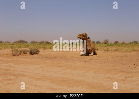 Marokko, M'Hamid, Erg Chigaga, Kamel in der Wüste Sahara Stockfoto