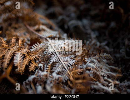 Frost bedeckt Blatt liegend auf dem Boden Stockfoto