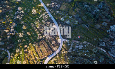 Luftaufnahme der Cherry Felder in voller Blüte, im Valle del Jerte in der Provinz Caceres in der Extremadura Spanien Stockfoto