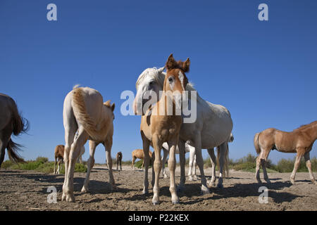 Camargue Pferde in der Camargue, Saintes-Maries-de-la-Mer, Provence-Alpes-Cote d'Azur, Provence, Frankreich Maguelonne, Stockfoto