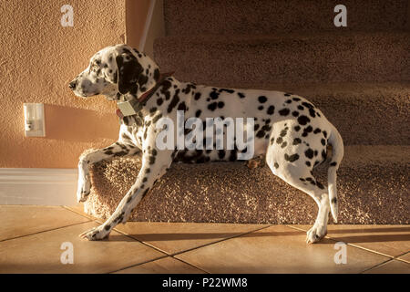 Serie von 6 Bildern Dalmatiner Hund ruht auf Schritt Teppichboden Treppe Lieblingsplatz zu Hause vor Ort Haustier HERR © Myrleen Pearson. .... Ferguson Cate Stockfoto