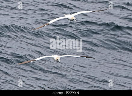 Northern Gannet (Morus bassanus) zwei Erwachsene im Flug nach Schiff auf dem Meer die Küste von Frankreich kann Stockfoto