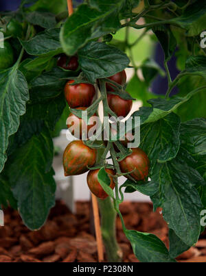 Tomate Rugby, kurz für Pflanze des Jahres aufgeführt, RHS Chelsea Flower Show 2018 Stockfoto