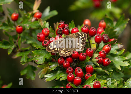 Hauhechelbläuling butterfly (UK) auf Weißdorn-Beeren. Stockfoto