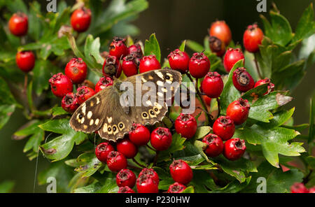 Hauhechelbläuling butterfly (UK) auf Weißdorn-Beeren. Stockfoto