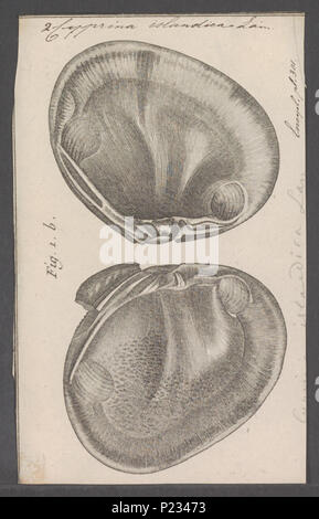 . Cyprina islandica 74 Cyprina islandica - Drucken - Iconographia Zoologica - Sondersammlungen Universität Amsterdam - UBAINV 0274 078 02 0004 Stockfoto