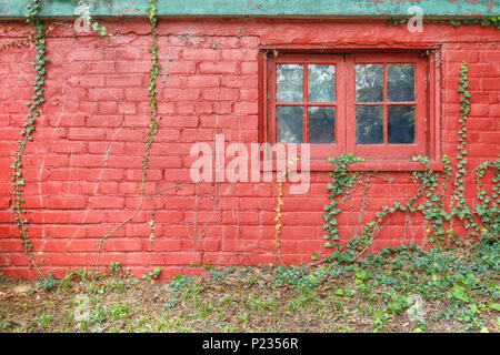 Red Brick Wall mit Fenster und Efeu Stockfoto