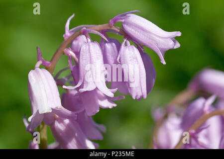 Bluebell (hyacinthoides non-scripta, auch Endymion non-skriptingunterbrechung), in der Nähe einer einzelnen Blüte spike Der rosa Sorte. Stockfoto