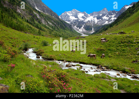 Österreich, Tirol, Zillertal, Mayrhofen, Bodenalm mit Grundschartner Stockfoto