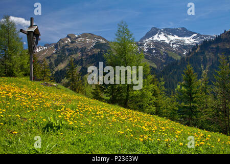 Österreich, Vorarlberg, Lech am Arlberg, Löwenzahn Wiese in Richtung Wösterspitze Stockfoto