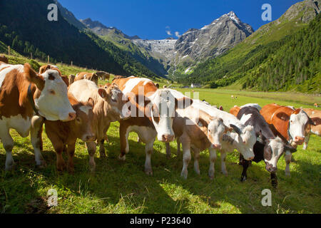 Österreich, Tirol, Sellrain, Lüsens, Rinder auf der Alp Stockfoto