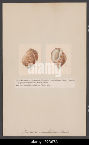 . Camelopardalis crassilabrum 195 Camelopardalis crassilabrum - Drucken - Iconographia Zoologica - Sondersammlungen Universität Amsterdam - UBAINV 0274 005 01 0049 Stockfoto