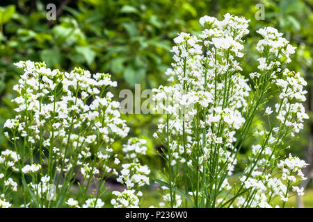 Blühende Meerrettich (Armoracia Rusticana) Pflanze im Garten im Sommer Tag Stockfoto