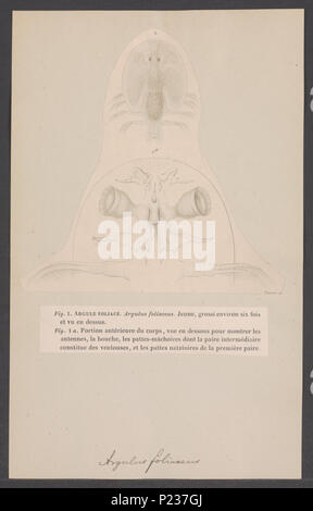 . Argulus Foliaceus 22 Argulus foliaceus - Drucken - Iconographia Zoologica - Sondersammlungen Universität Amsterdam - UBAINV 0274 006 04 0029 Stockfoto