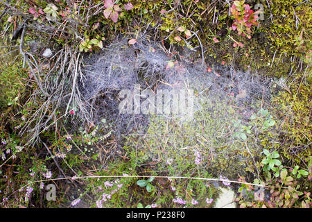 Spinnennetz mit Tautropfen auf Preiselbeeren im Wald Stockfoto