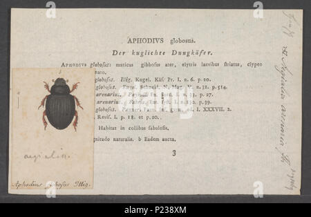 . 9 Aegialia Aegialia - Drucken - Iconographia Zoologica - Sondersammlungen Universität Amsterdam - UBAINV 0274 019 10 0161 Stockfoto