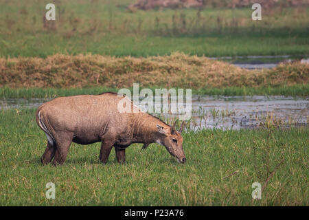 Nilgai (Boselaphus tragocamelus) Ernährung in Keoladeo Ghana National Park, in Bharatpur, Indien. Nilgai ist die größte asiatische Antilopen und ist endemisch auf der Stockfoto