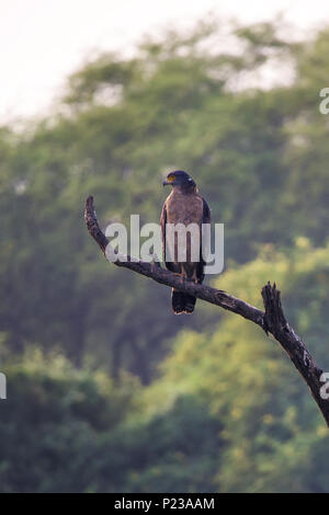 Crested Schlange Eagle (Spilornis cheela) auf einem Baum in Keoladeo Ghana National Park, in Bharatpur, Indien sitzen. Der Park wurde als geschützte sanctua Stockfoto