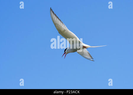 Küstenseeschwalbe (Sterna Paradisaea) Aufruf im Flug gegen den blauen Himmel Stockfoto