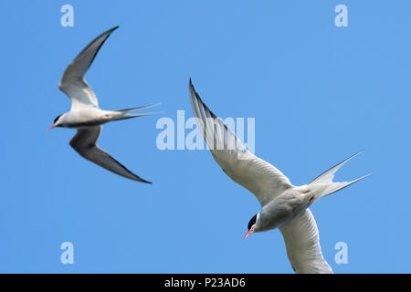 Zwei Küstenseeschwalben (Sterna Paradisaea) im Flug gegen den blauen Himmel, Shetlandinseln, Schottland, Großbritannien Stockfoto