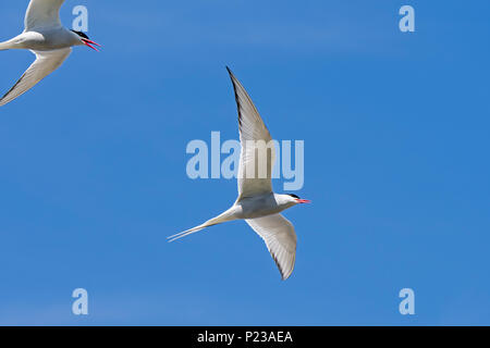 Zwei Küstenseeschwalben (Sterna Paradisaea) im Flug gegen den blauen Himmel, Schottland, Großbritannien Stockfoto