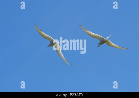 Zwei Küstenseeschwalben (Sterna Paradisaea) im Flug gegen den blauen Himmel, Schottland, Großbritannien Stockfoto