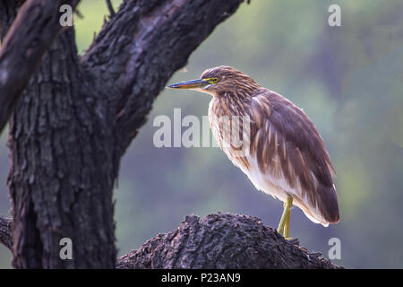 Schwarz - gekrönte Nachtreiher (Nycticorax nycticorax) auf einem Baum in Keoladeo Ghana National Park, in Bharatpur, Indien sitzen. Stockfoto