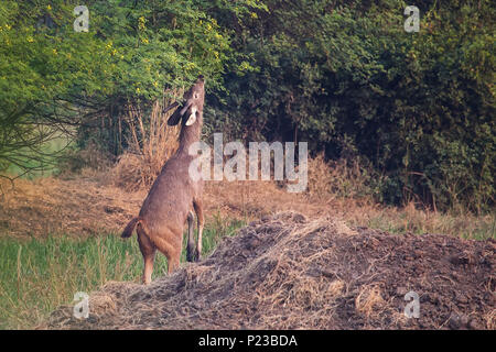 Weibliche Nilgai (Boselaphus tragocamelus) Ernährung in Keoladeo Ghana National Park, in Bharatpur, Indien. Nilgai ist die größte asiatische Antilopen und ist endemisch Stockfoto