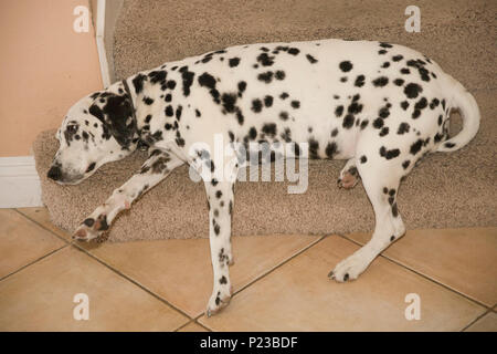 Serie von 6 Bildern Dalmatiner Hund ruht auf Schritt Teppichboden Treppe Lieblingsort vor Ort Haustier HERR © Myrleen Pearson Stockfoto