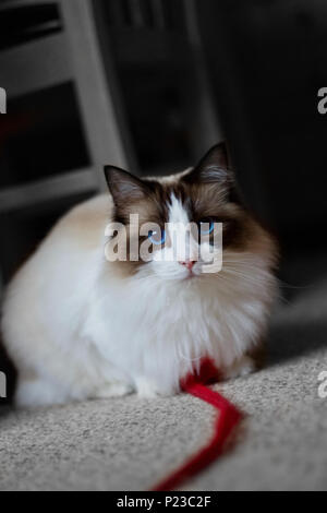 Katze Warten zu Spielen Stockfoto