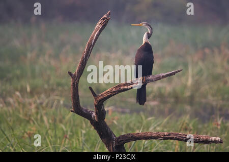 Orientalische schlangenhalsvogel (Anhinga melanogaster) auf einem Baum in Keoladeo Ghana National Park, in Bharatpur, Indien sitzen. Der Park wurde als geschützte sanctuar Stockfoto