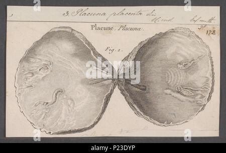 . 226 Placuna placuna Plazenta Plazenta - - Drucken - Iconographia Zoologica - Sondersammlungen Universität Amsterdam - UBAINV 0274 074 07 0010 Stockfoto