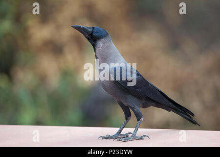 Nebelkrähe (Corvus cornix) in Keoladeo Ghana National Park, in Bharatpur, Indien. Stockfoto