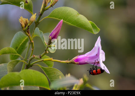 Blister Käfer auf einem Gummi Weinstock Blume in Keoladeo Ghana National Park, Bharatpur, Rajasthan, Indien. Stockfoto