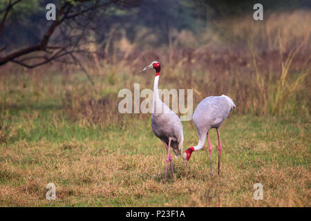 Sarus Kraniche (Grus Antigone) in Keoladeo Ghana National Park, Bharatpur, Rajasthan, Indien. Sarus Crane ist der höchste der fliegenden Vögel. Stockfoto