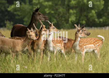 Damwild Dollars in Samt, gemischte Herde mit Rotwild Stockfoto