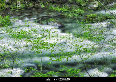 Wenig North Santiam Wild und Scenic River mit frühen Frühling Wachstum auf der Rebe Ahornbäumen. Willamette National Forest, Oregon Stockfoto