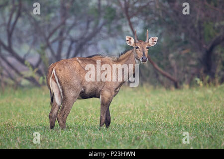 Männliche Nilgai (Boselaphus tragocamelus) stehen in Keoladeo Ghana National Park, in Bharatpur, Indien. Nilgai ist die größte asiatische Antilopen und ist endemisch Stockfoto