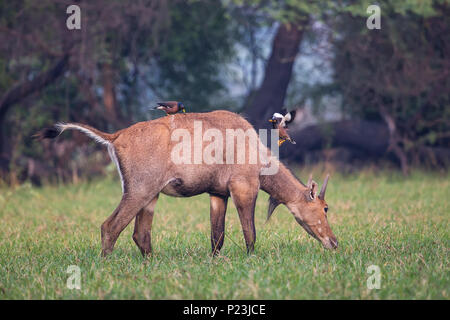 Männliche Nilgai mit Brahminy mynas auf ihm in der Keoladeo Nationalpark, Bharatpur, Indien sitzen. Nilgai ist die größte asiatische Antilopen und ist endemisch auf der Stockfoto