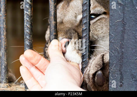 Wilde Katze im Zoo beißen menschlichen Finger Stockfoto