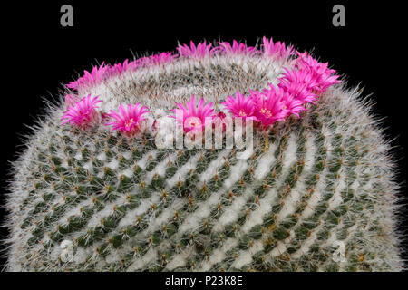 Cactus Mammillaria mit Blume isoliert auf Schwarz Stockfoto