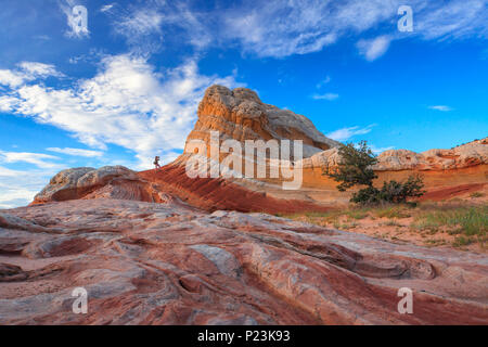 Bunte Wellen in einem Sandstein über strahlend blauen Himmel. White Pocket, eine Gruppe von Domen und Rippen, ist ein Teil der Vermilion Cliffs National Monument, Ariz Stockfoto