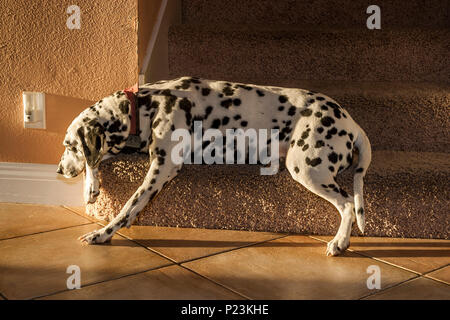 Serie von 6 Bildern Dalmatiner Hund ruht auf Schritt Teppichboden Treppe Lieblingsort Ort HERR © Myrleen Pearson.... Ferguson Cate Stockfoto