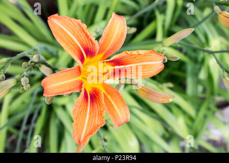 Foto von exotischen Blume orange Lilie auf hellen grünen tropischen Pflanzen Natur Hintergrund. Nahaufnahme Stockfoto