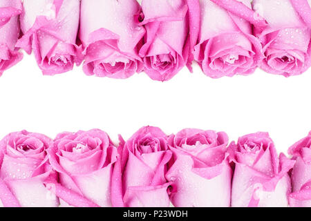 Junge Knospen von purpur violett Rosen Blumen mit Tautropfen im Frühling Sommer Feuchtigkeit Wasser auf blütenblätter Makro Nahaufnahme mit Kopie Raum isoliert auf weißem Stockfoto