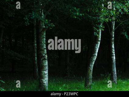 Silber Birken (Betula pendula) Fang einen Schimmer der späten Abend licht. Stockfoto