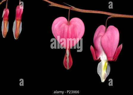 Blutende Herz Anhänger Blumen Stockfoto
