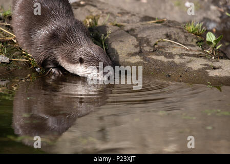 Die orientalischen Kurze krallen Otter (Aonyx cinerea) kann von Indien über Südostasien bis zu den Philippinen, Taiwan und südlichen China. Stockfoto